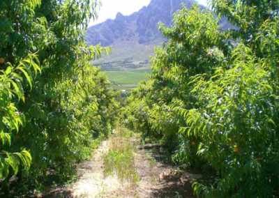 Farm Bäume Südafrika