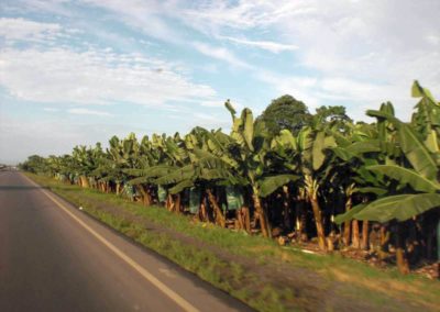 Farm Bananen Ecuador